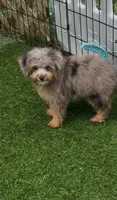 Nova, a female Miniature Aussiedoodle for sale in Tampa, FL – 4 of 9