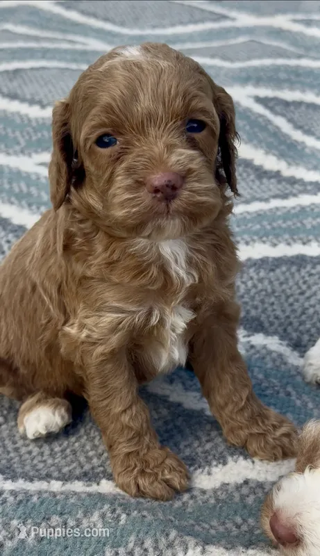 Dolly – Cockapoo puppy for sale in Ruskin, FL
