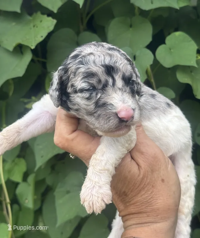 Bluebell. “Regular size” Blue Merle – Cockapoo puppy for sale in Sun City Center, FL