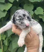 Bluebell. “Regular size” Blue Merle, a female Cockapoo for sale in Sun City Center, FL – 1 of 9