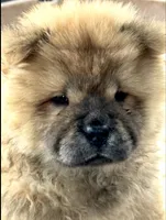 Xuan , a male Chow Chow for sale in Ruskin, FL – 5 of 8