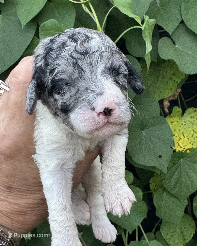 Sapphire. “ regular size” Blue Merle – Cockapoo puppy for sale in Tampa, FL