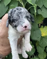 Sapphire. “ regular size” Blue Merle, a female Cockapoo for sale in Tampa, FL – 1 of 10