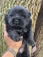 Onyx, a male Chow Chow for sale in Ruskin, FL – 7 of 7