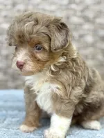 Teddy chocolate Merle, a male Miniature Aussiedoodle for sale in Tampa, FL – 4 of 6