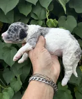 Sapphire. “ regular size” Blue Merle, a female Cockapoo for sale in Tampa, FL – 6 of 10