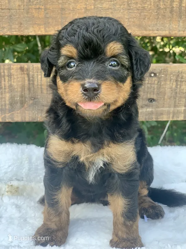 Maple.  Parents health tested  – Miniature Aussiedoodle puppy for sale in Tampa, FL