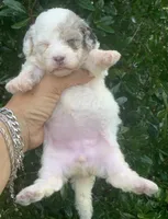 Morkiepoo Blue Merle parti, a female Poodle - Toy  and Morkie for sale in Tampa, FL – 2 of 6