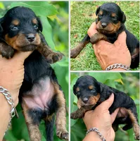 Maple.  Parents health tested , a female Miniature Aussiedoodle for sale in Tampa, FL – 5 of 10