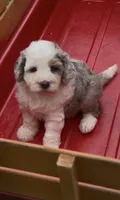 Skye  F1b, a female Miniature Aussiedoodle for sale in Sun City Center, FL – 3 of 10