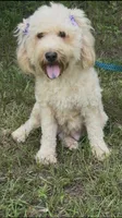 Marley mini Chowdoodle from DoDo parents , a female Chow Chow and Poodle - Miniature  for sale in Tampa, FL – 7 of 9