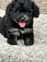 Marble, a male Chow Chow and Poodle - Toy  for sale in Tampa, FL – 5 of 10