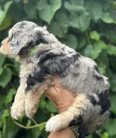Ruby F1b, a female Miniature Aussiedoodle for sale in Sun City Center, FL – 5 of 10