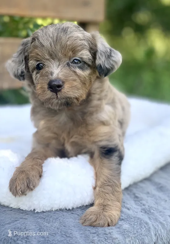 Nova – Miniature Aussiedoodle puppy for sale in Tampa, FL