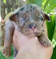 Nova, a female Miniature Aussiedoodle for sale in Tampa, FL – 5 of 7