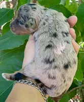 Nova, a female Miniature Aussiedoodle for sale in Tampa, FL – 4 of 7