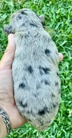 Nova, a female Miniature Aussiedoodle for sale in Tampa, FL – 7 of 7