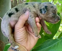 Nova, a female Miniature Aussiedoodle for sale in Tampa, FL – 3 of 7