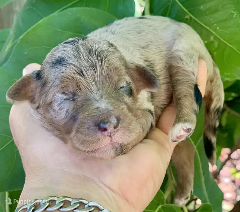 Nova – Miniature Aussiedoodle puppy for sale in Tampa, FL