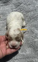 Yellow, a female Cockapoo for sale in Tampa, FL – 2 of 4