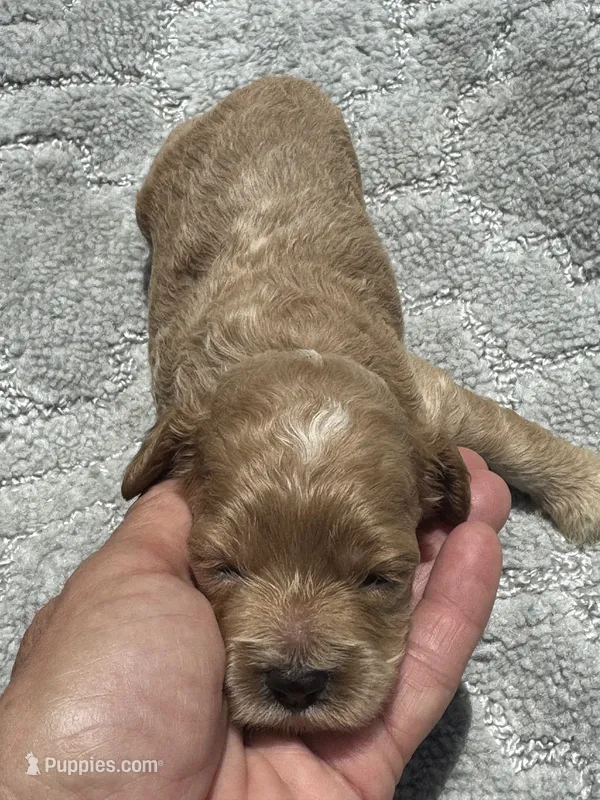Blue – Cockapoo puppy for sale in Tampa, FL