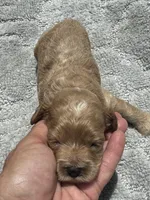 Blue, a male Cockapoo for sale in Tampa, FL – 2 of 4