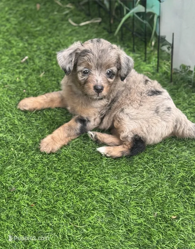 Nova – Miniature Aussiedoodle puppy for sale in Tampa, FL
