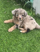 Nova, a female Miniature Aussiedoodle for sale in Tampa, FL – 7 of 10