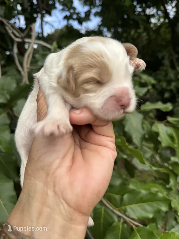 Firsta, mini Chowdoodle ( from DoDo parents) – Chow Chow, Poodle - Miniature  puppy for sale in Tampa, FL