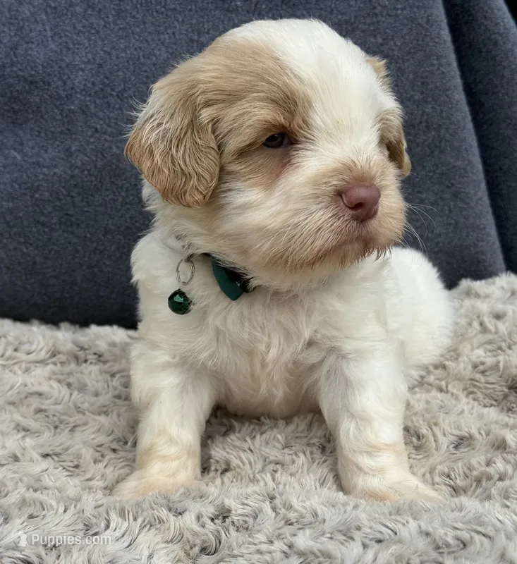 Firsta, mini Chowdoodle ( from DoDo parents) – Chow Chow, Poodle - Miniature  puppy for sale in Tampa, FL