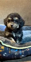 Tiny Morkiepoo  , a male Poodle - Toy  and Morkie for sale in Tampa, FL – 5 of 10