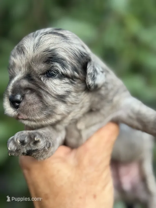 Topaz F1b  – Miniature Aussiedoodle puppy for sale in Tampa, FL