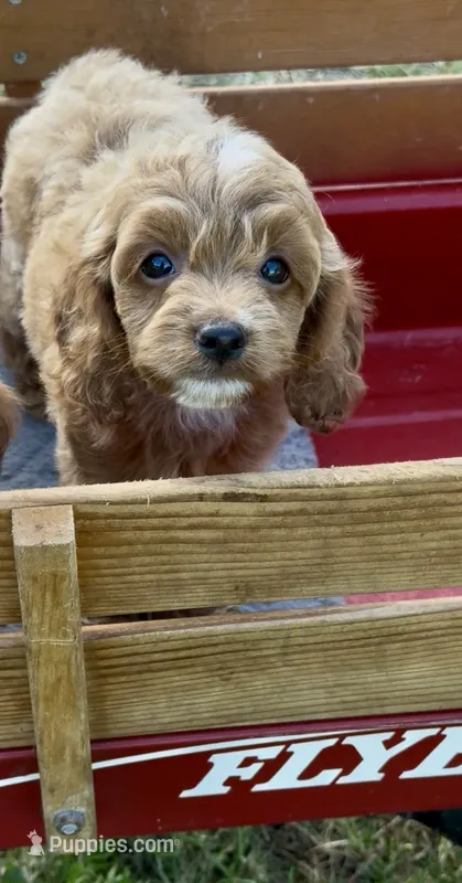 PINK F1 – Cockapoo puppy for sale in Ruskin, FL