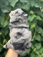 Ruby F1b, a female Miniature Aussiedoodle for sale in Sun City Center, FL – 3 of 10