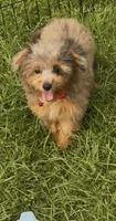 Nova “special this weekend only  650”, a female Miniature Aussiedoodle for sale in Tampa, FL – 2 of 10