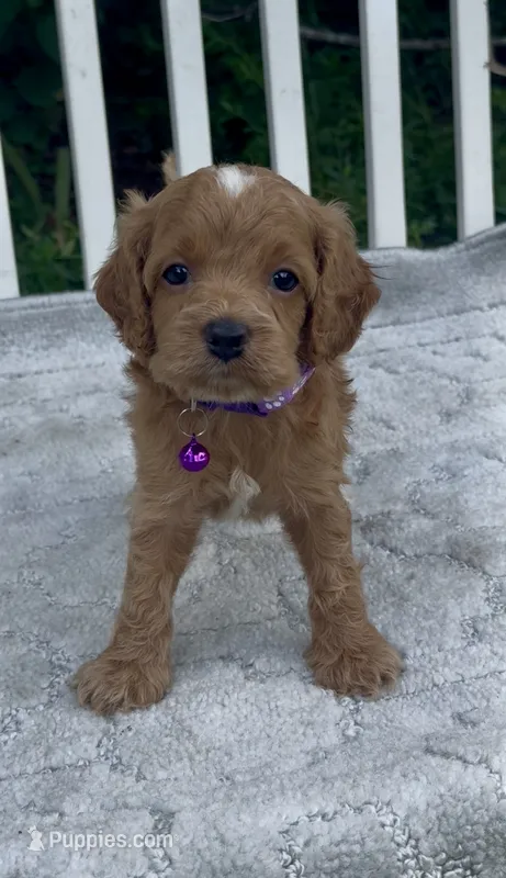 Purple F1 – Cockapoo puppy for sale in Sun City Center, FL