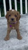 Purple F1, a female Cockapoo for sale in Sun City Center, FL – 1 of 8