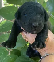 Medium size, a male Bernedoodle for sale in Tampa, FL – 2 of 3