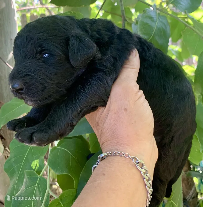 Medium size – Bernedoodle puppy for sale in Tampa, FL