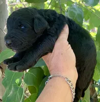 Medium size, a male Bernedoodle for sale in Tampa, FL – 1 of 3