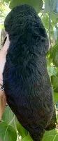 Medium size, a male Bernedoodle for sale in Tampa, FL – 3 of 3