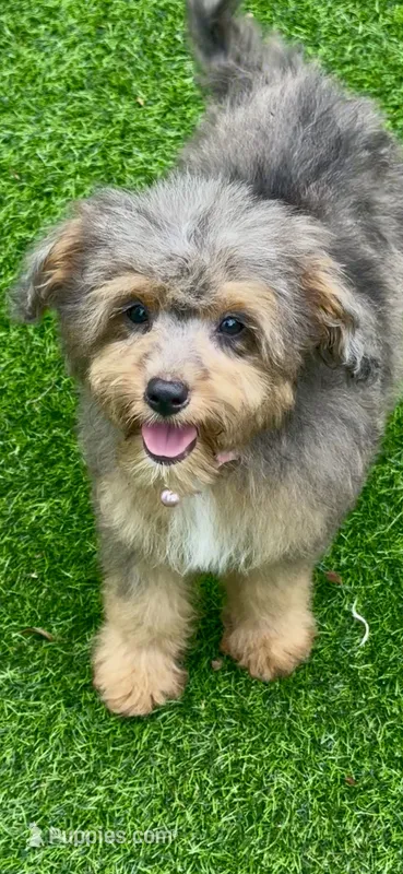 Winnie – Miniature Aussiedoodle puppy for sale in Tampa, FL