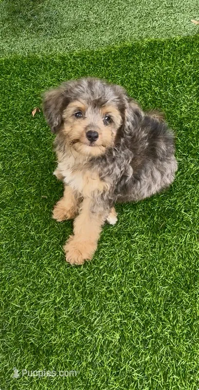 Winnie – Miniature Aussiedoodle puppy for sale in Tampa, FL