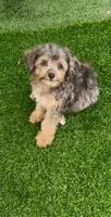 Winnie, a female Miniature Aussiedoodle for sale in Tampa, FL – 2 of 9