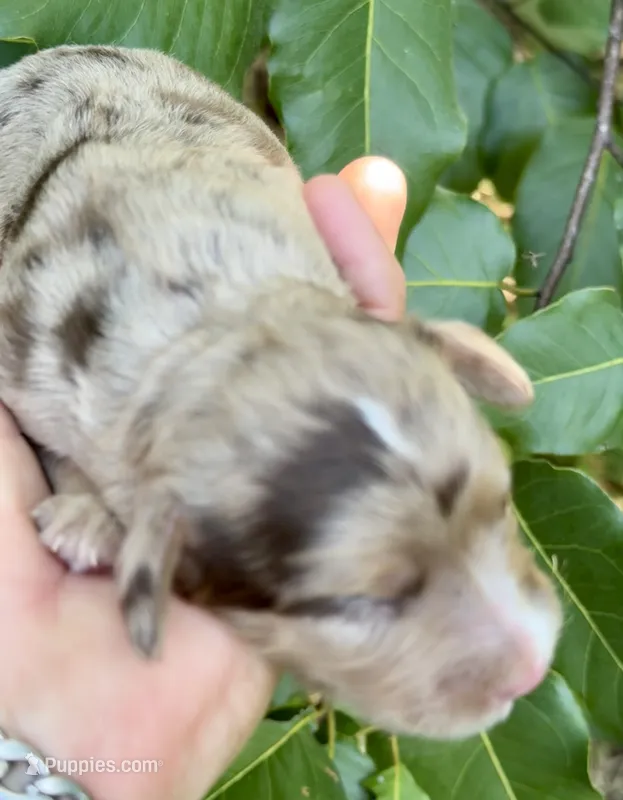 Maple Chocolate Merle – Cockapoo puppy for sale in Sun City Center, FL