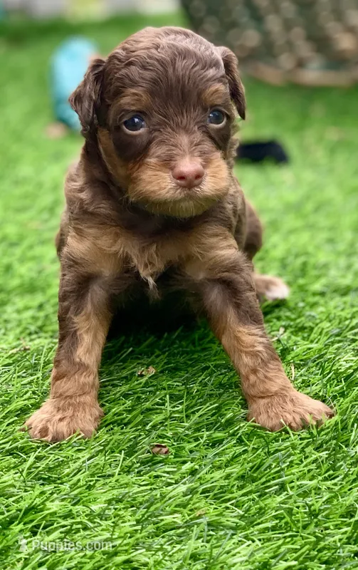 Mocha – Miniature Aussiedoodle puppy for sale in Tampa, FL