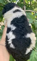 Medium size. Parents health tested., a male Bernedoodle for sale in Tampa, FL – 5 of 10