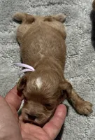 Pink F1, a female Cockapoo for sale in Tampa, FL – 2 of 4