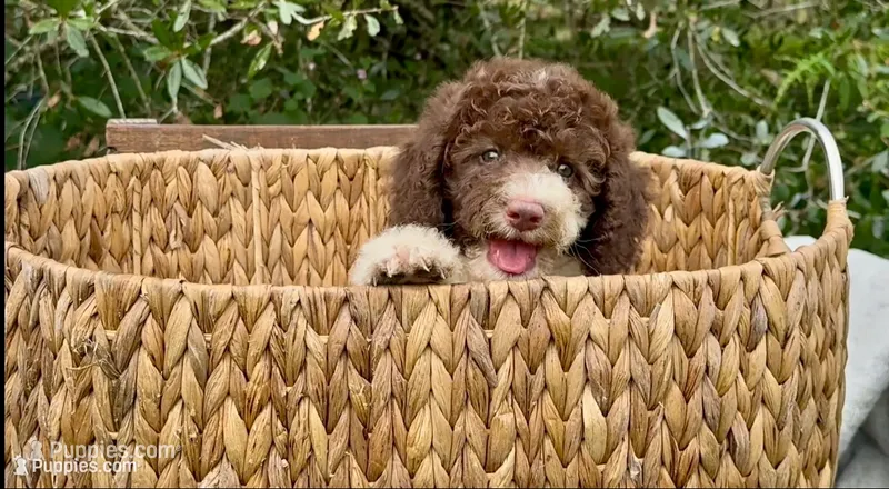 Brownie   – Cockapoo puppy for sale in Ruskin, FL