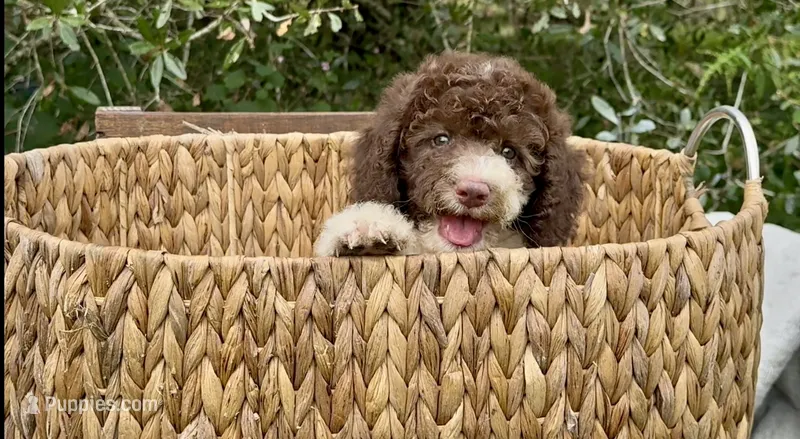 Brownie   – Cockapoo puppy for sale in Ruskin, FL